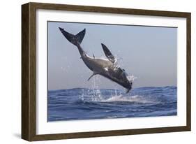 Great White Shark (Carcharodon Carcharias)-David Jenkins-Framed Photographic Print