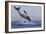 Great White Shark (Carcharodon Carcharias)-David Jenkins-Framed Photographic Print