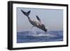 Great White Shark (Carcharodon Carcharias)-David Jenkins-Framed Photographic Print