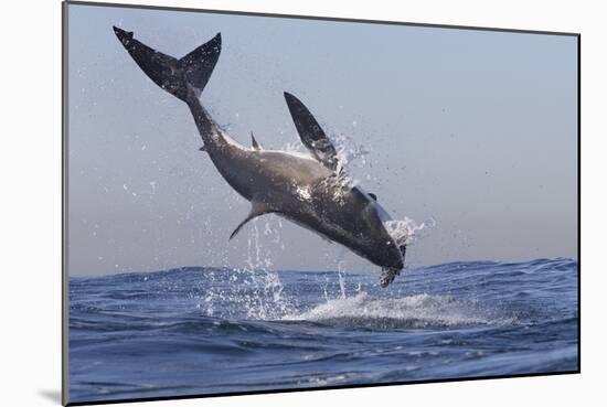 Great White Shark (Carcharodon Carcharias)-David Jenkins-Mounted Photographic Print