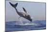 Great White Shark (Carcharodon Carcharias)-David Jenkins-Mounted Photographic Print