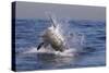 Great White Shark (Carcharodon Carcharias)-David Jenkins-Stretched Canvas