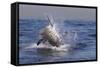 Great White Shark (Carcharodon Carcharias)-David Jenkins-Framed Stretched Canvas