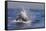 Great White Shark (Carcharodon Carcharias)-David Jenkins-Framed Stretched Canvas