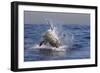 Great White Shark (Carcharodon Carcharias)-David Jenkins-Framed Photographic Print