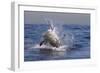 Great White Shark (Carcharodon Carcharias)-David Jenkins-Framed Photographic Print