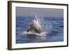 Great White Shark (Carcharodon Carcharias)-David Jenkins-Framed Photographic Print