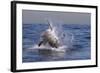 Great White Shark (Carcharodon Carcharias)-David Jenkins-Framed Photographic Print