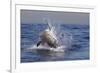 Great White Shark (Carcharodon Carcharias)-David Jenkins-Framed Photographic Print