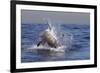 Great White Shark (Carcharodon Carcharias)-David Jenkins-Framed Photographic Print