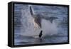 Great White Shark (Carcharodon Carcharias)-David Jenkins-Framed Stretched Canvas