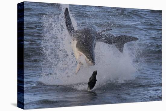 Great White Shark (Carcharodon Carcharias)-David Jenkins-Stretched Canvas