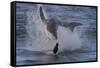 Great White Shark (Carcharodon Carcharias)-David Jenkins-Framed Stretched Canvas