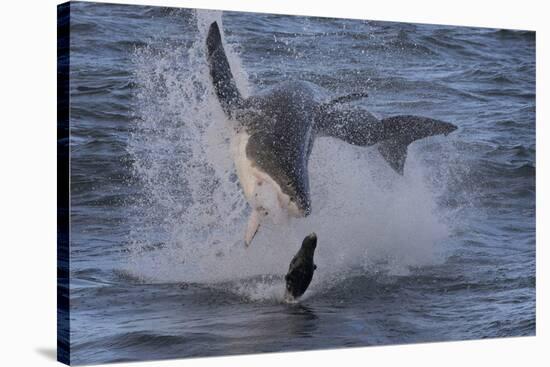 Great White Shark (Carcharodon Carcharias)-David Jenkins-Stretched Canvas