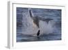 Great White Shark (Carcharodon Carcharias)-David Jenkins-Framed Photographic Print