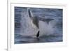 Great White Shark (Carcharodon Carcharias)-David Jenkins-Framed Photographic Print