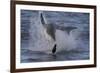 Great White Shark (Carcharodon Carcharias)-David Jenkins-Framed Photographic Print