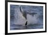 Great White Shark (Carcharodon Carcharias)-David Jenkins-Framed Photographic Print