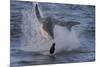 Great White Shark (Carcharodon Carcharias)-David Jenkins-Mounted Photographic Print