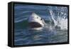 Great White Shark (Carcharodon Carcharias)-David Jenkins-Framed Stretched Canvas