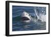 Great White Shark (Carcharodon Carcharias)-David Jenkins-Framed Photographic Print