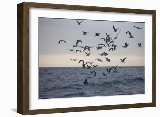 Great White Shark (Carcharodon Carcharias)-David Jenkins-Framed Photographic Print