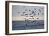 Great White Shark (Carcharodon Carcharias)-David Jenkins-Framed Photographic Print