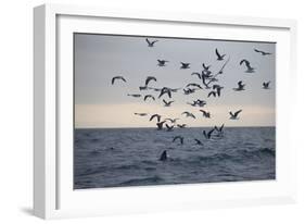 Great White Shark (Carcharodon Carcharias)-David Jenkins-Framed Photographic Print