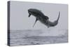 Great White Shark (Carcharodon Carcharias)-David Jenkins-Stretched Canvas