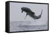 Great White Shark (Carcharodon Carcharias)-David Jenkins-Framed Stretched Canvas