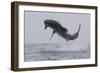 Great White Shark (Carcharodon Carcharias)-David Jenkins-Framed Photographic Print