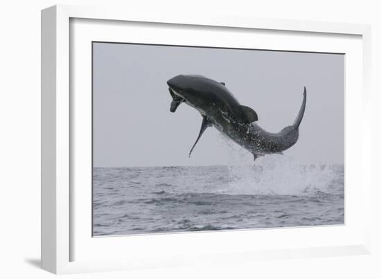 Great White Shark (Carcharodon Carcharias)-David Jenkins-Framed Photographic Print