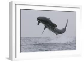 Great White Shark (Carcharodon Carcharias)-David Jenkins-Framed Photographic Print