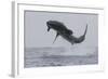 Great White Shark (Carcharodon Carcharias)-David Jenkins-Framed Photographic Print