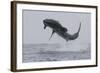 Great White Shark (Carcharodon Carcharias)-David Jenkins-Framed Photographic Print