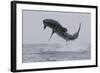 Great White Shark (Carcharodon Carcharias)-David Jenkins-Framed Photographic Print