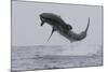 Great White Shark (Carcharodon Carcharias)-David Jenkins-Mounted Photographic Print