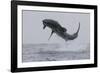 Great White Shark (Carcharodon Carcharias)-David Jenkins-Framed Photographic Print