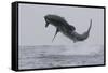 Great White Shark (Carcharodon Carcharias)-David Jenkins-Framed Stretched Canvas