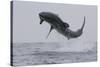 Great White Shark (Carcharodon Carcharias)-David Jenkins-Stretched Canvas