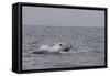 Great White Shark (Carcharodon Carcharias)-David Jenkins-Framed Stretched Canvas