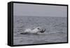 Great White Shark (Carcharodon Carcharias)-David Jenkins-Framed Stretched Canvas