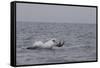 Great White Shark (Carcharodon Carcharias)-David Jenkins-Framed Stretched Canvas