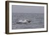 Great White Shark (Carcharodon Carcharias)-David Jenkins-Framed Photographic Print