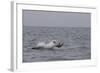 Great White Shark (Carcharodon Carcharias)-David Jenkins-Framed Photographic Print