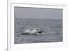 Great White Shark (Carcharodon Carcharias)-David Jenkins-Framed Photographic Print