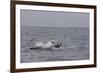 Great White Shark (Carcharodon Carcharias)-David Jenkins-Framed Photographic Print