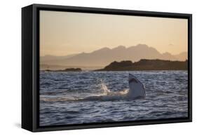 Great White Shark (Carcharodon Carcharias)-David Jenkins-Framed Stretched Canvas