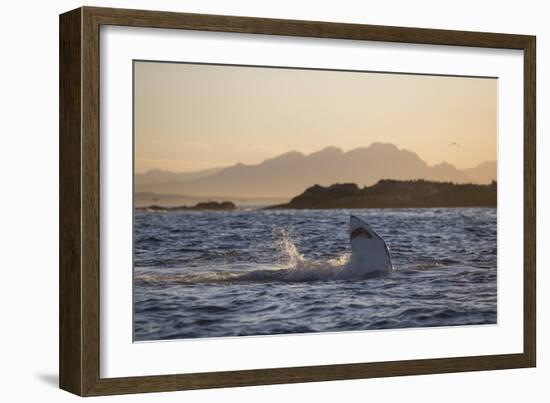 Great White Shark (Carcharodon Carcharias)-David Jenkins-Framed Photographic Print