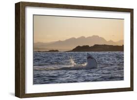 Great White Shark (Carcharodon Carcharias)-David Jenkins-Framed Photographic Print